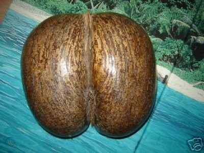 Coco de Mer nut